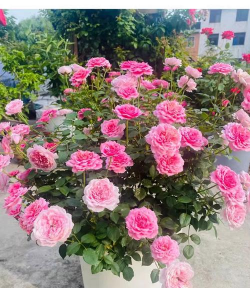 小众送妈妈的花有哪些花