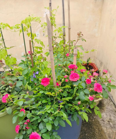 小众送妈妈的花有哪些花