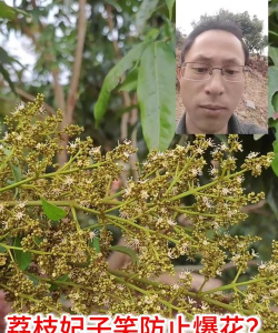 小众送妈妈的花有哪些花