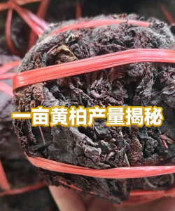 一亩黄柏15年树平均产量