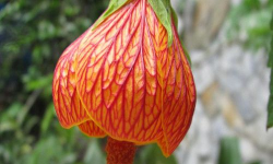 小众送妈妈的花有哪些花