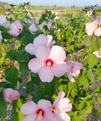 小众送妈妈的花有哪些花