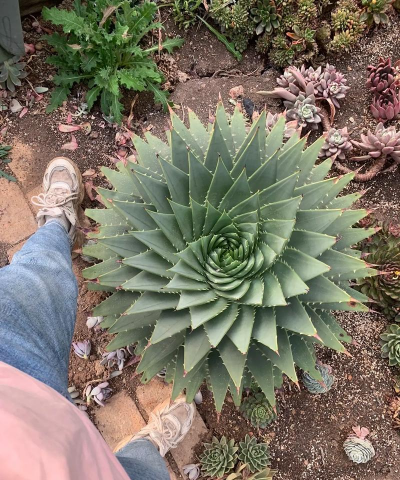 小众送妈妈的花有哪些花