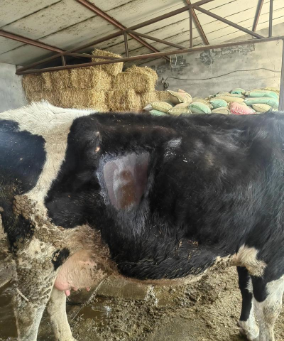 小众送妈妈的花有哪些花