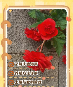 小众送妈妈的花有哪些花