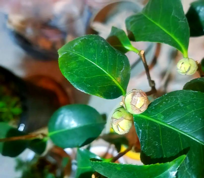 小众送妈妈的花有哪些花