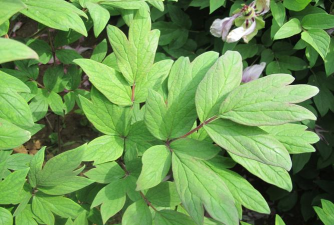 小众送妈妈的花有哪些花