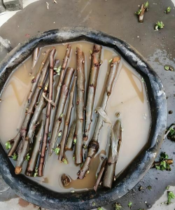 小众送妈妈的花有哪些花