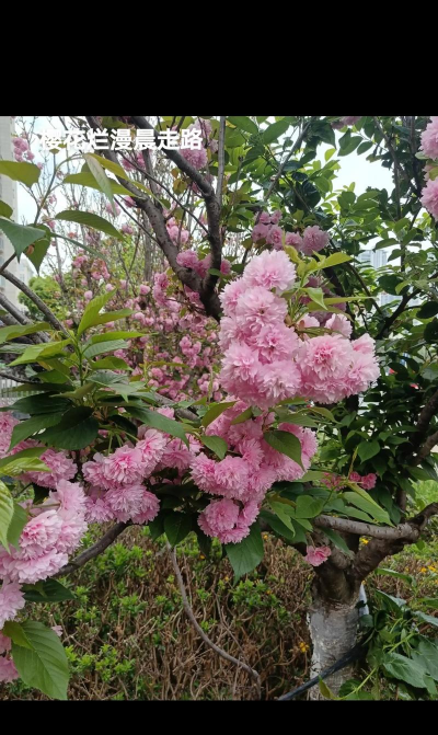 小众送妈妈的花有哪些花