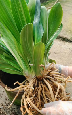 小众送妈妈的花有哪些花