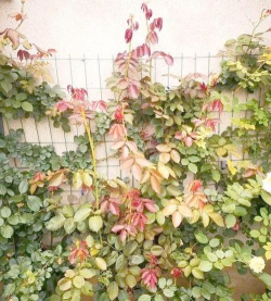 小众送妈妈的花有哪些花