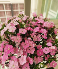 石竹梅多少钱一支 石竹梅多少钱一支