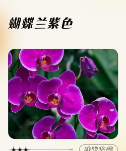 小众送妈妈的花有哪些花