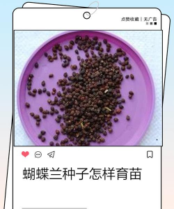 小众送妈妈的花有哪些花