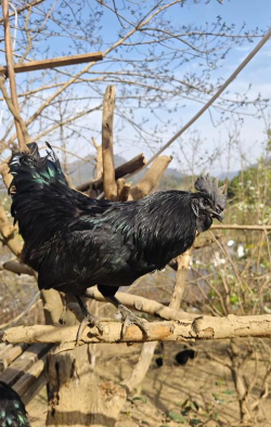 乌鸡的种类有哪些