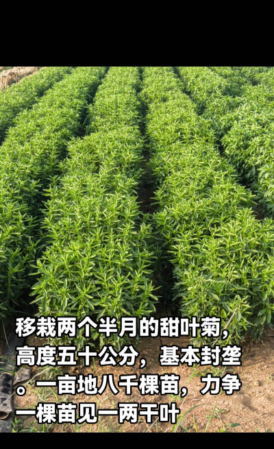 甜叶菊的种植方法及田间管理