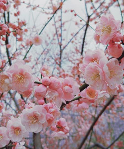 小众送妈妈的花有哪些花