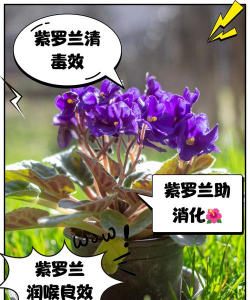 小众送妈妈的花有哪些花