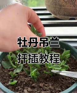 小众送妈妈的花有哪些花