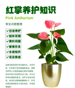 小众送妈妈的花有哪些花