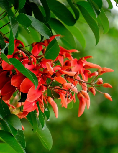 小众送妈妈的花有哪些花