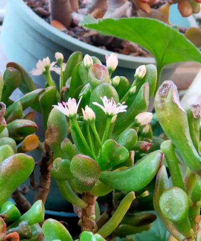 小众送妈妈的花有哪些花