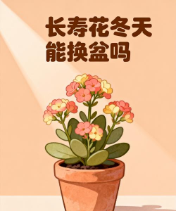 小众送妈妈的花有哪些花