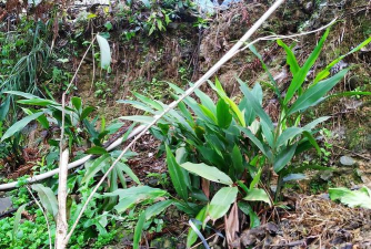 小众送妈妈的花有哪些花