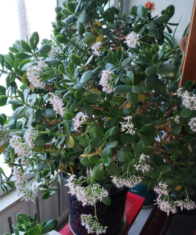 小众送妈妈的花有哪些花