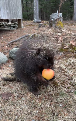 小众送妈妈的花有哪些花