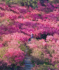 小众送妈妈的花有哪些花