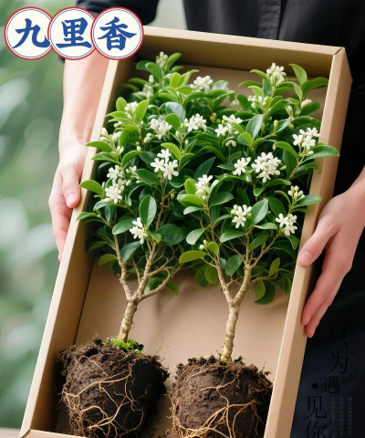 小众送妈妈的花有哪些花