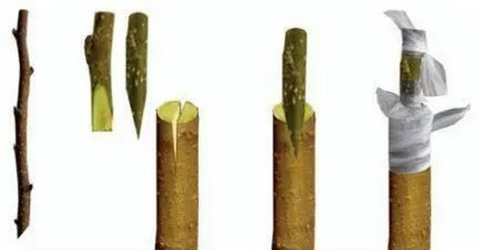 小众送妈妈的花有哪些花