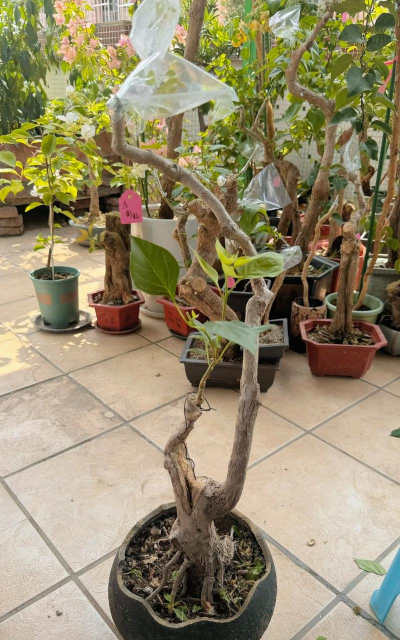 小众送妈妈的花有哪些花