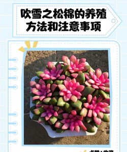 小众送妈妈的花有哪些花