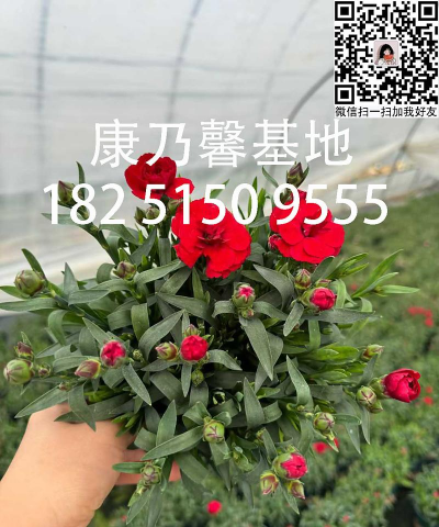 小众送妈妈的花有哪些花