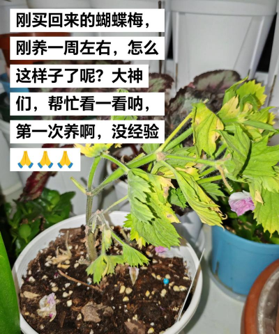 小众送妈妈的花有哪些花