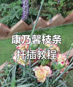 小众送妈妈的花有哪些花