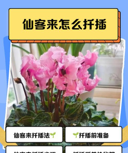 小众送妈妈的花有哪些花