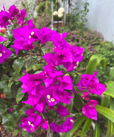 小众送妈妈的花有哪些花