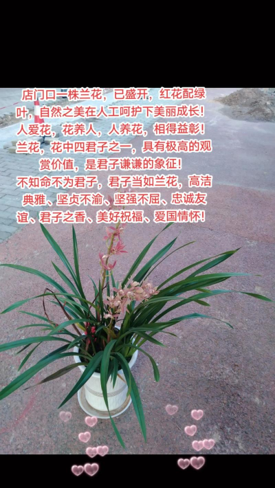 小众送妈妈的花有哪些花