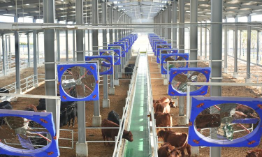 小众送妈妈的花有哪些花