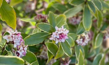 小众送妈妈的花有哪些花