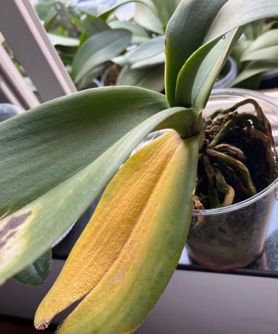 小众送妈妈的花有哪些花