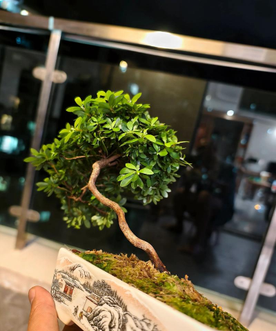 小众送妈妈的花有哪些花