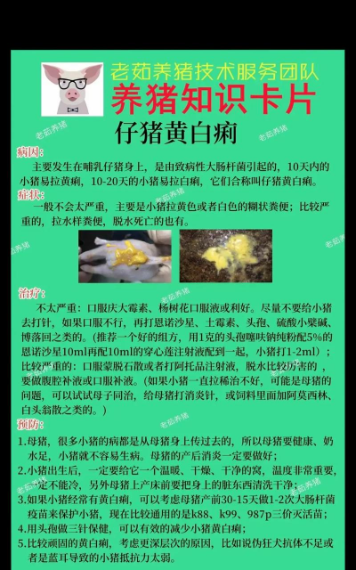 如何预防仔猪白痢病