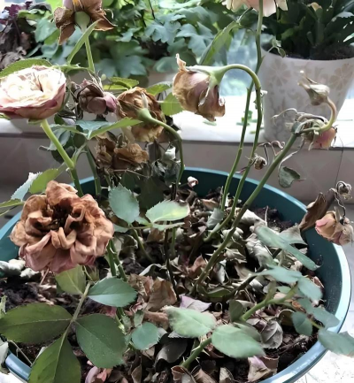 小众送妈妈的花有哪些花