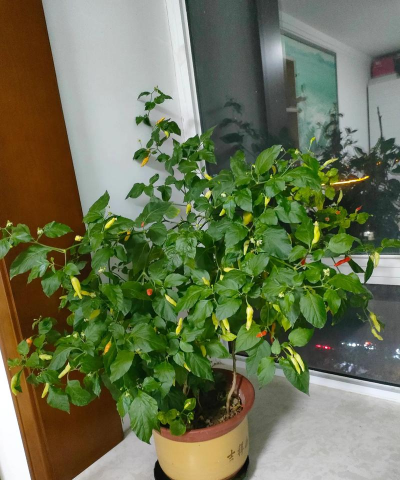 小众送妈妈的花有哪些花