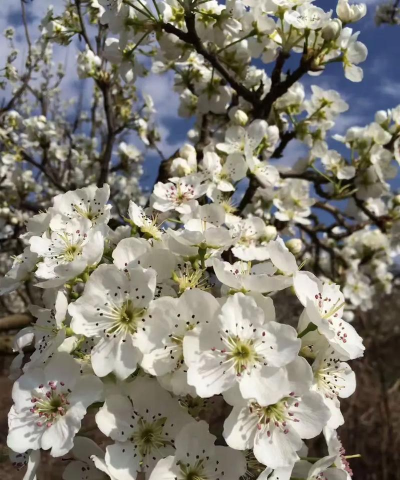 小众送妈妈的花有哪些花