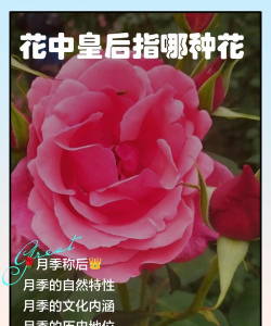 小众送妈妈的花有哪些花